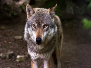 wolf-635063_1920-1024x683.jpg