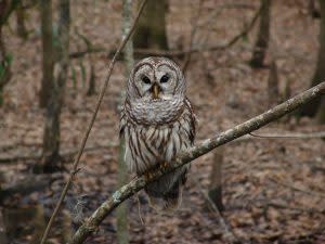 barred-owl-541173_1920-1024x768.jpg