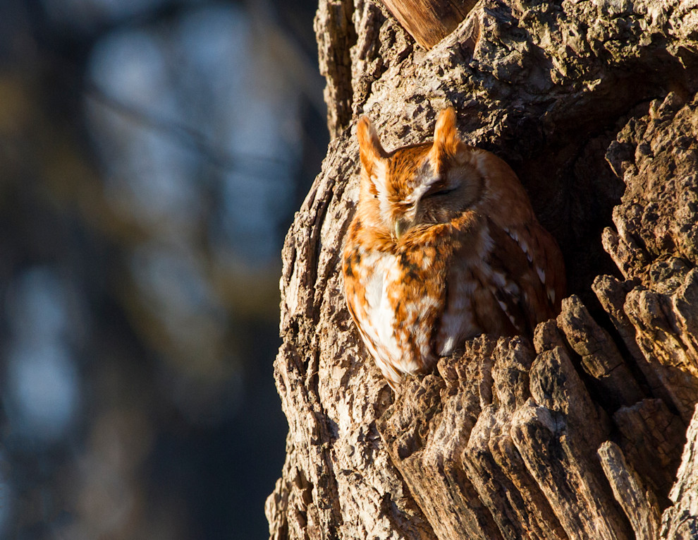 THIRD_James McClure_RedMorphEasternScreechOwl-3.jpg