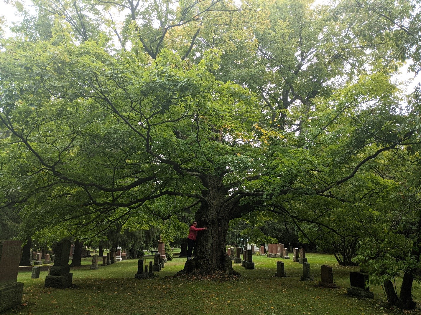 Heritage Tree Travellers Discover Ontario's Majestic Living History