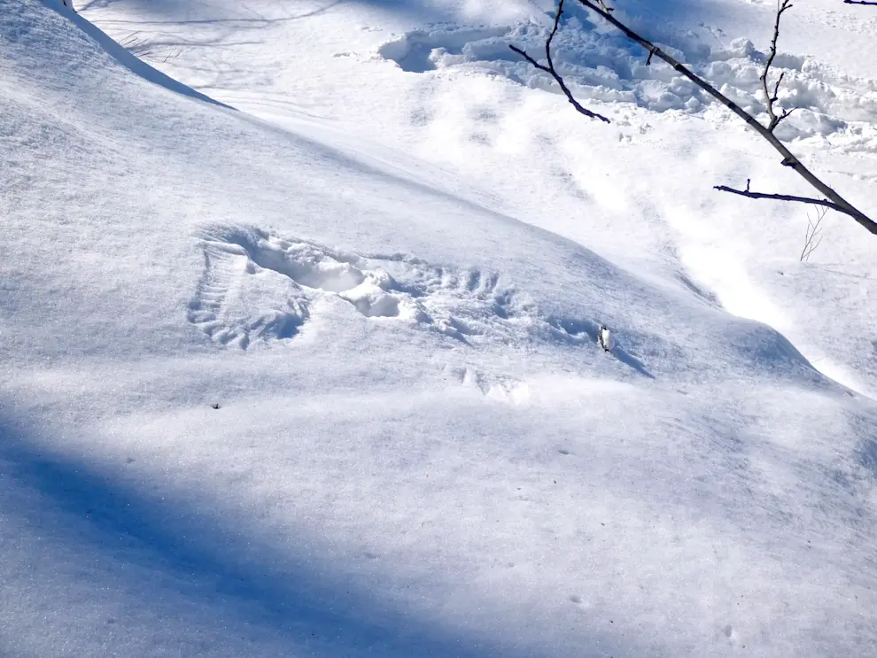 Owl Strike_Daphne Christie.jpeg