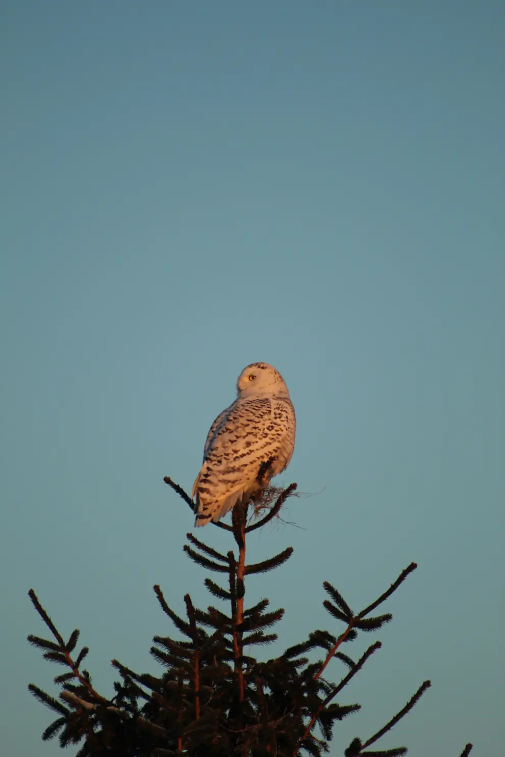 3rd Place-MayaD_Snowy Owl Golden Hour Maya Davidson 2021.jpg