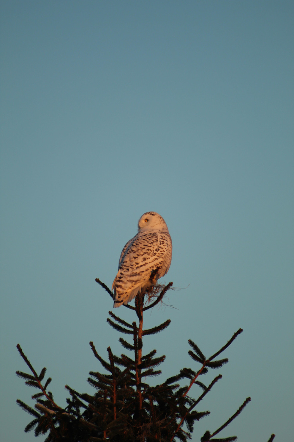 3rd Place-MayaD_Snowy Owl Golden Hour Maya Davidson 2021.jpg
