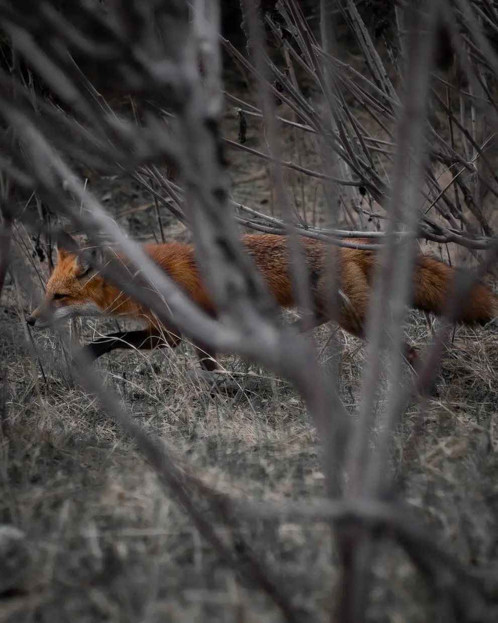 FIRST _VA - Entry 1.jpg