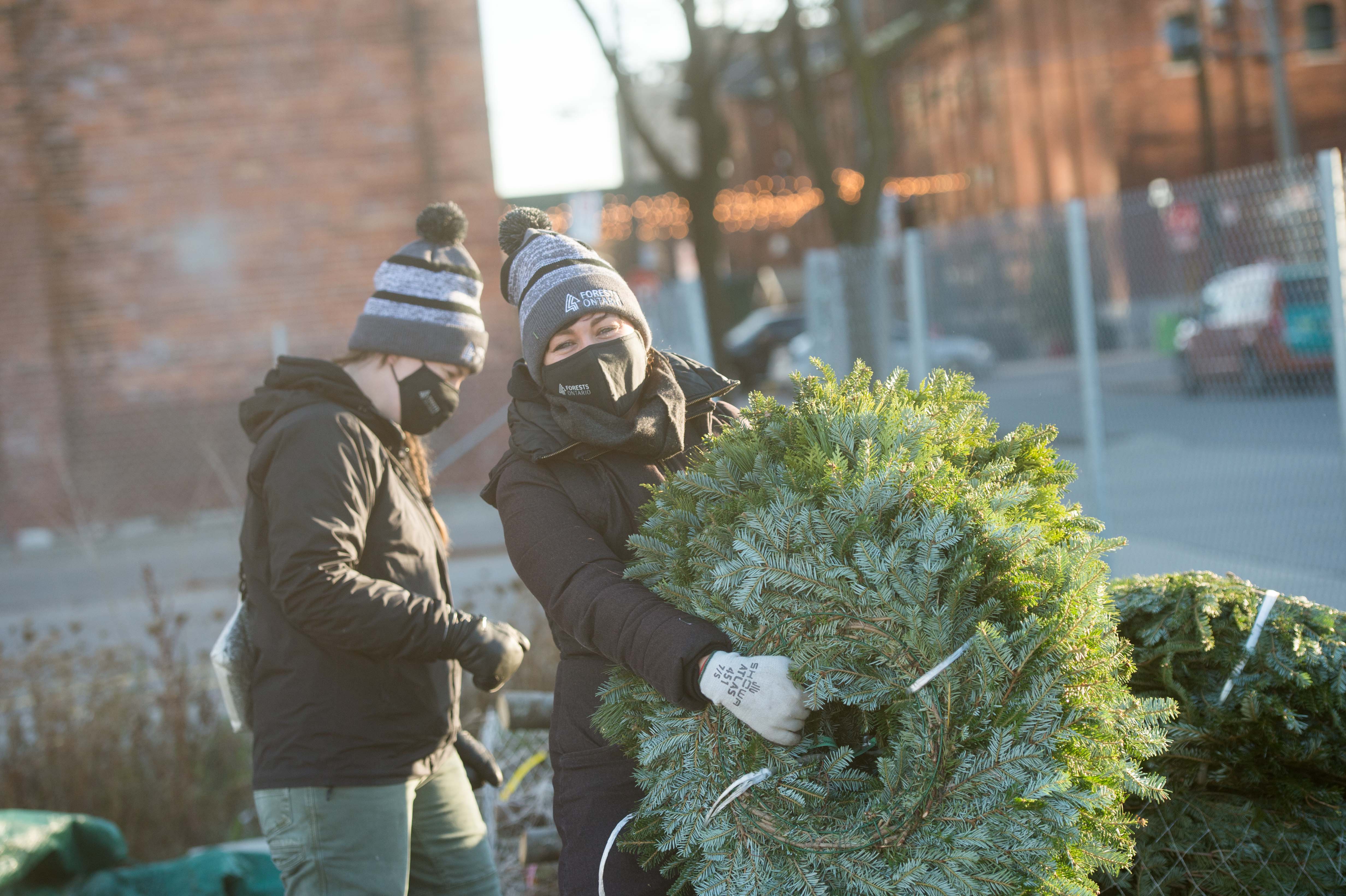 Forests Ontario S Annual Holiday Tree Sale Forests Ontario   DSC 1518 