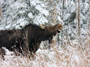 Winter-Moose-Brian-Marshall-1024x683.jpg