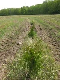 Halton7.jpg