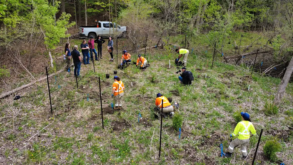 Drone shot of Morningside park planting (1).JPG