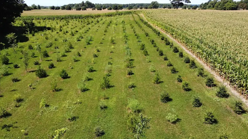 Maitland Conservation Four Year Old Planting.jpg