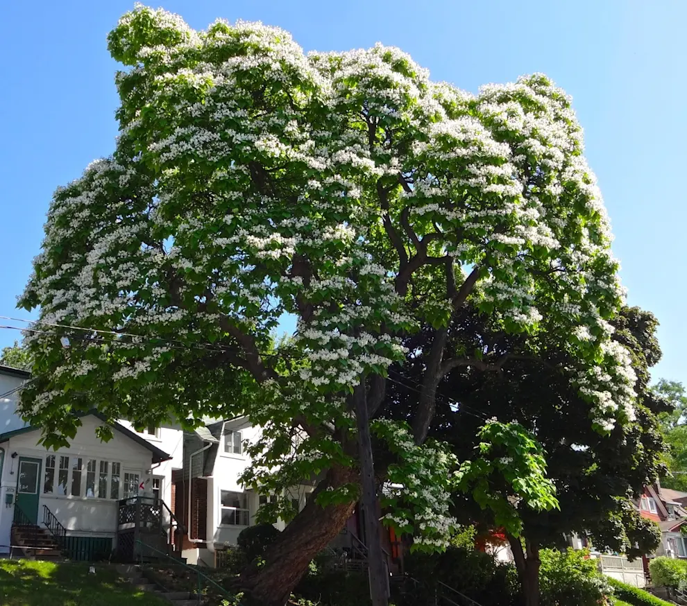 II_HT_2014_99_105_Northern-Catalpa.jpg