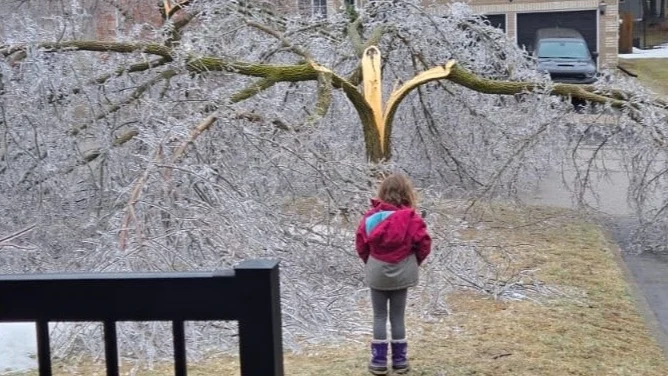 Young child staring at split tree