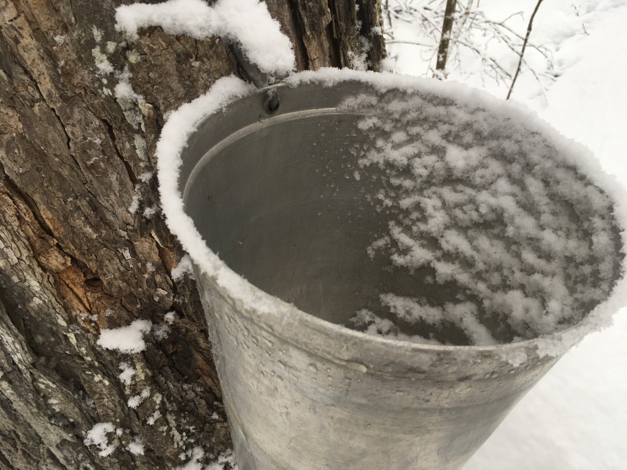 The Call of the Sugar Bush Forests Ontario