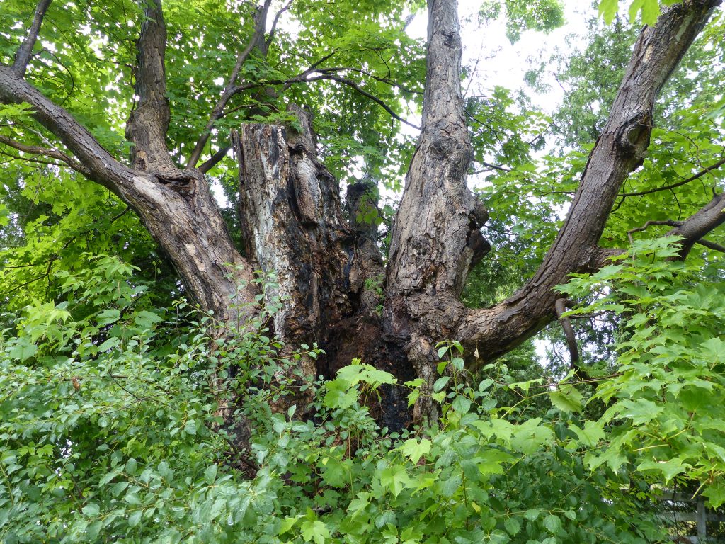 Heritage Tree HT2017126134 Forests Ontario