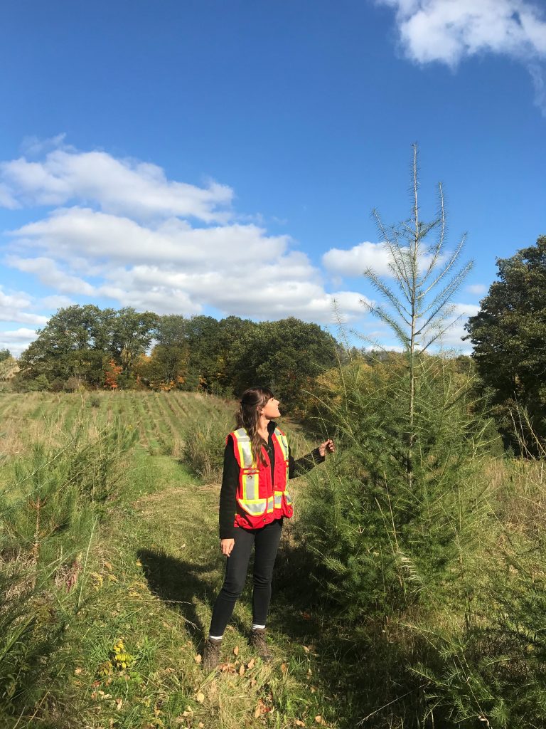 Plant a Forest and Lower Your Tax Bill Forests Ontario