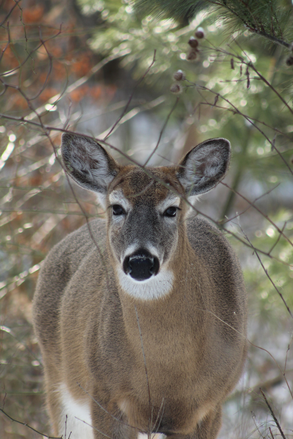 1st Place-MayaD_White Tailed Deer Maya Davidson 2021.jpg