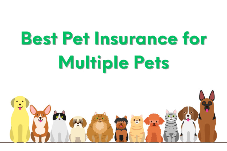 Best Pet Insurance for Multi-Pet Families