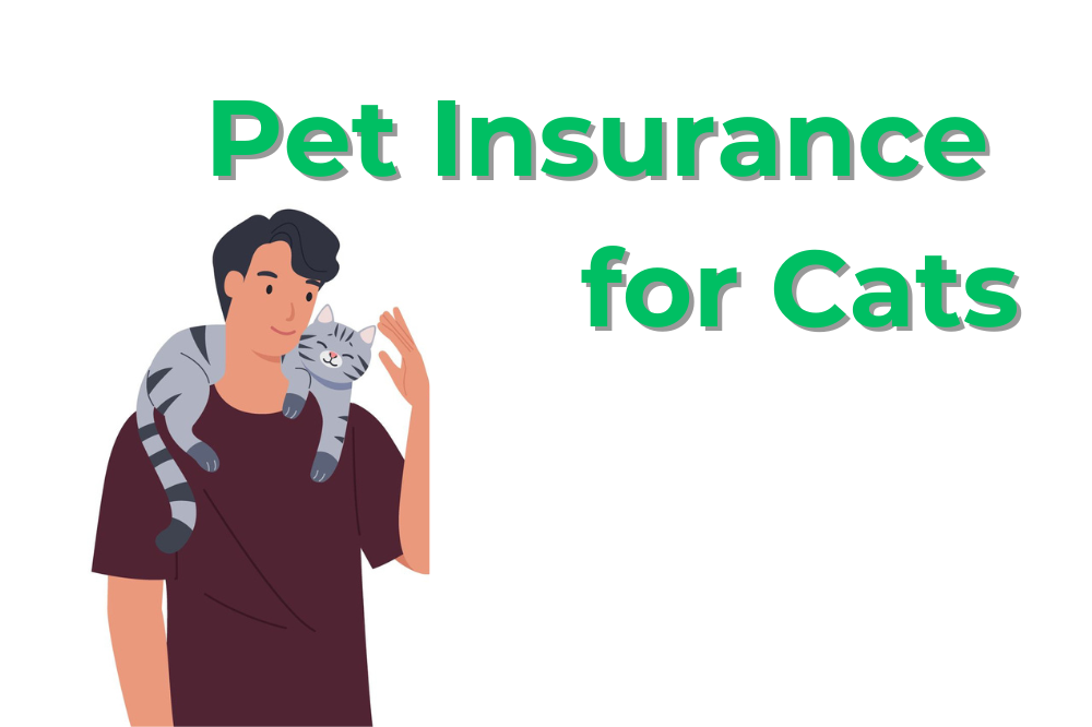 How Pet Insurance Can Keep Your Kitty Purring Longer