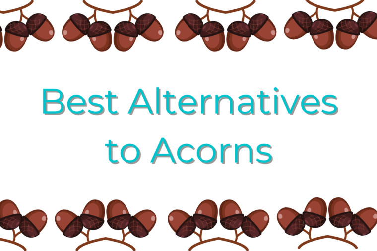 Best Acorns Alternatives to Help You Grow Your Finances