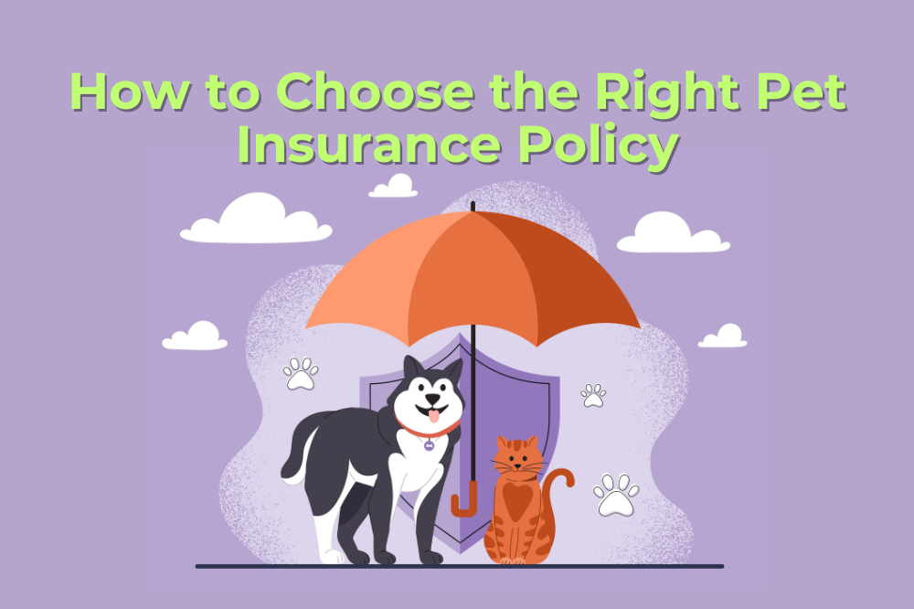 How To Choose The Right Pet Insurance Policy   How To Choose The Right Pet Insurance Policy 