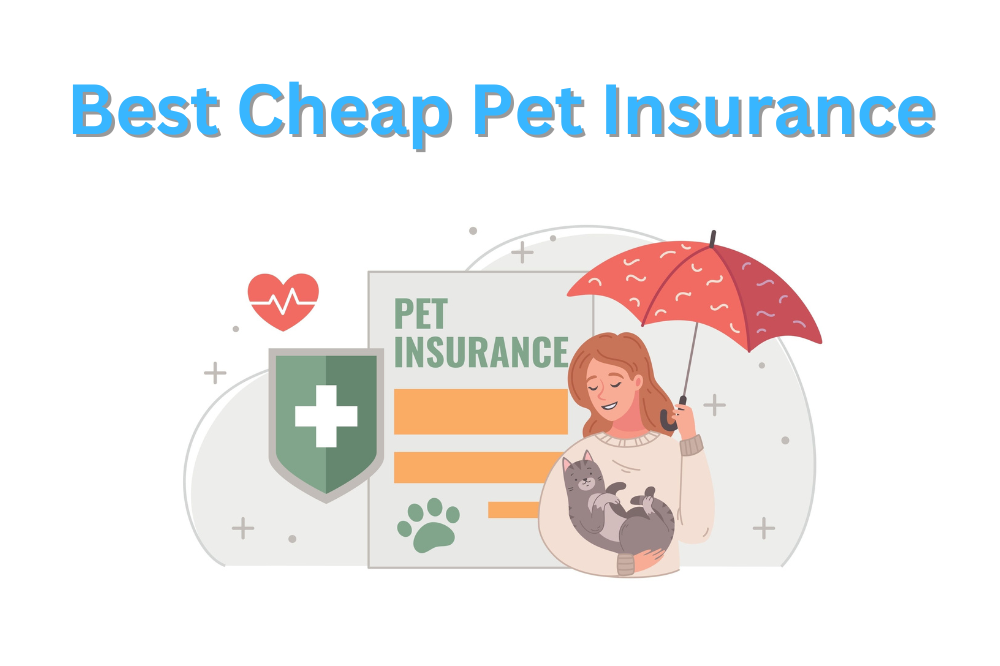 Cheapest best sale pet insurance