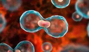 Annals of Clinical Oncology and Cancer Research