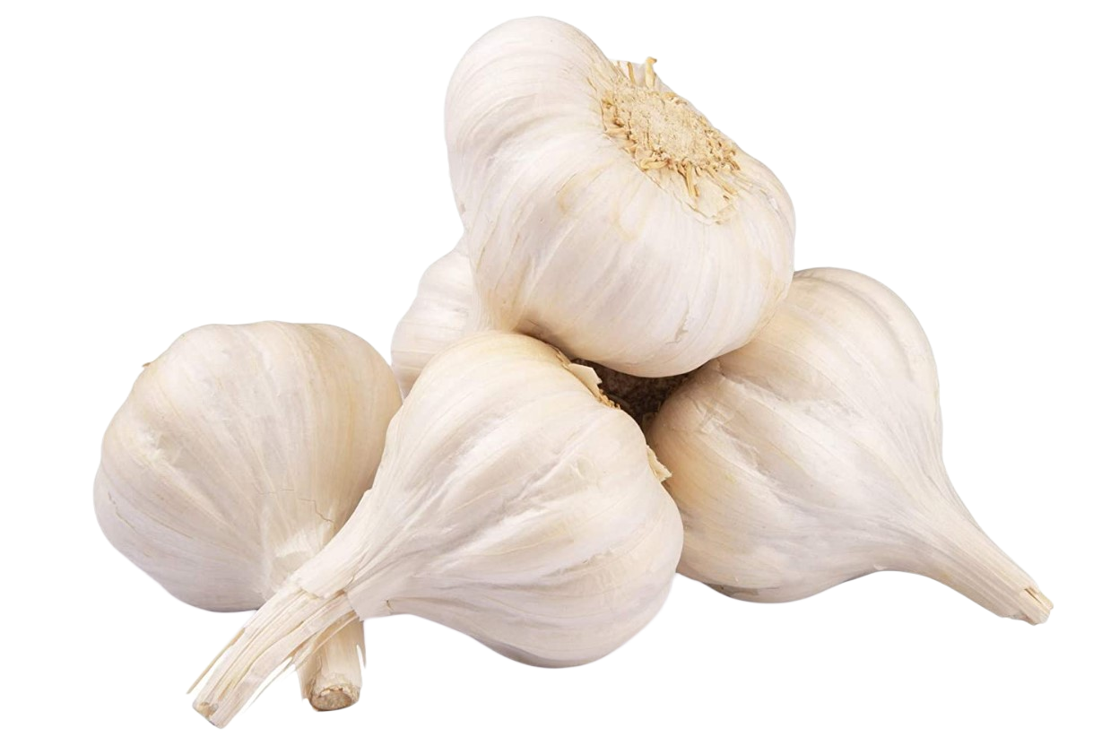 Garlic