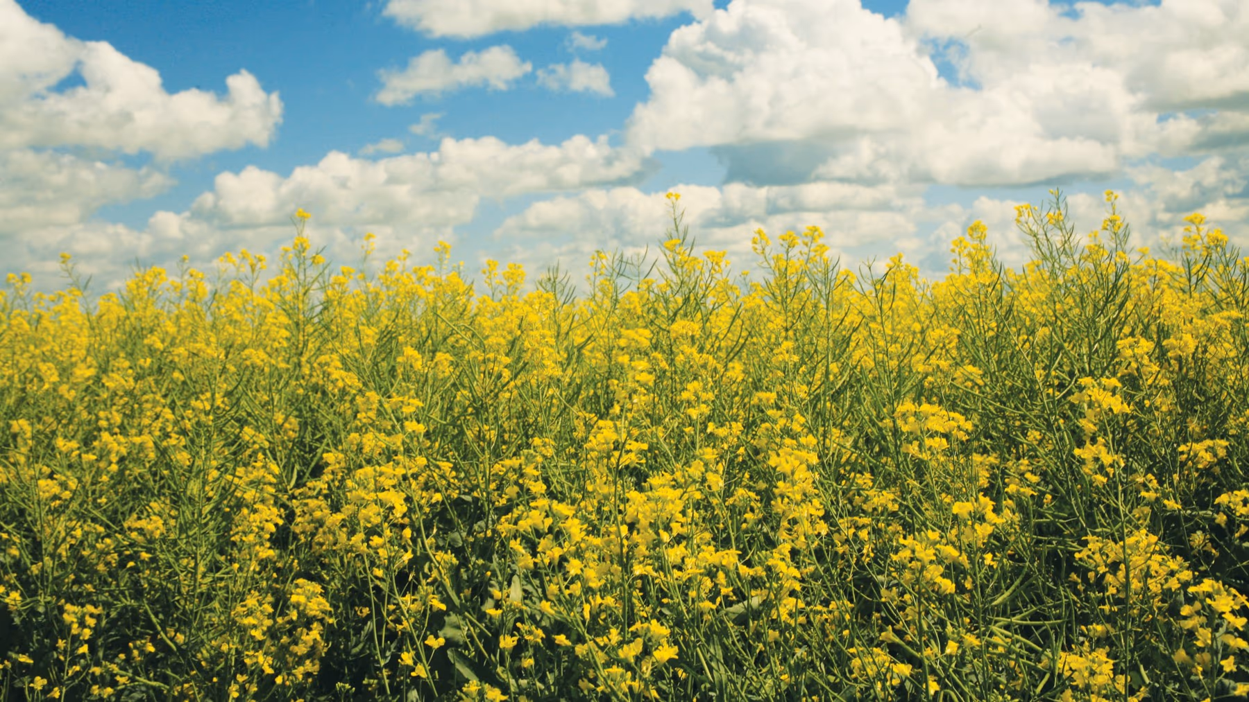 Sunny field