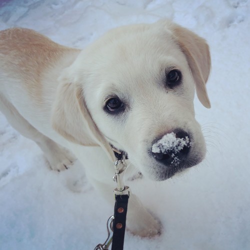 A yellow Labrador cross golden retriever puppy stands in the snow and looks up at the camera. He is on a lead and has a small pile of snow on top of his nose.