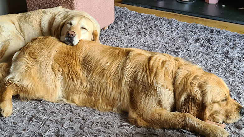 Two golden retrievers sleeping on the floor together