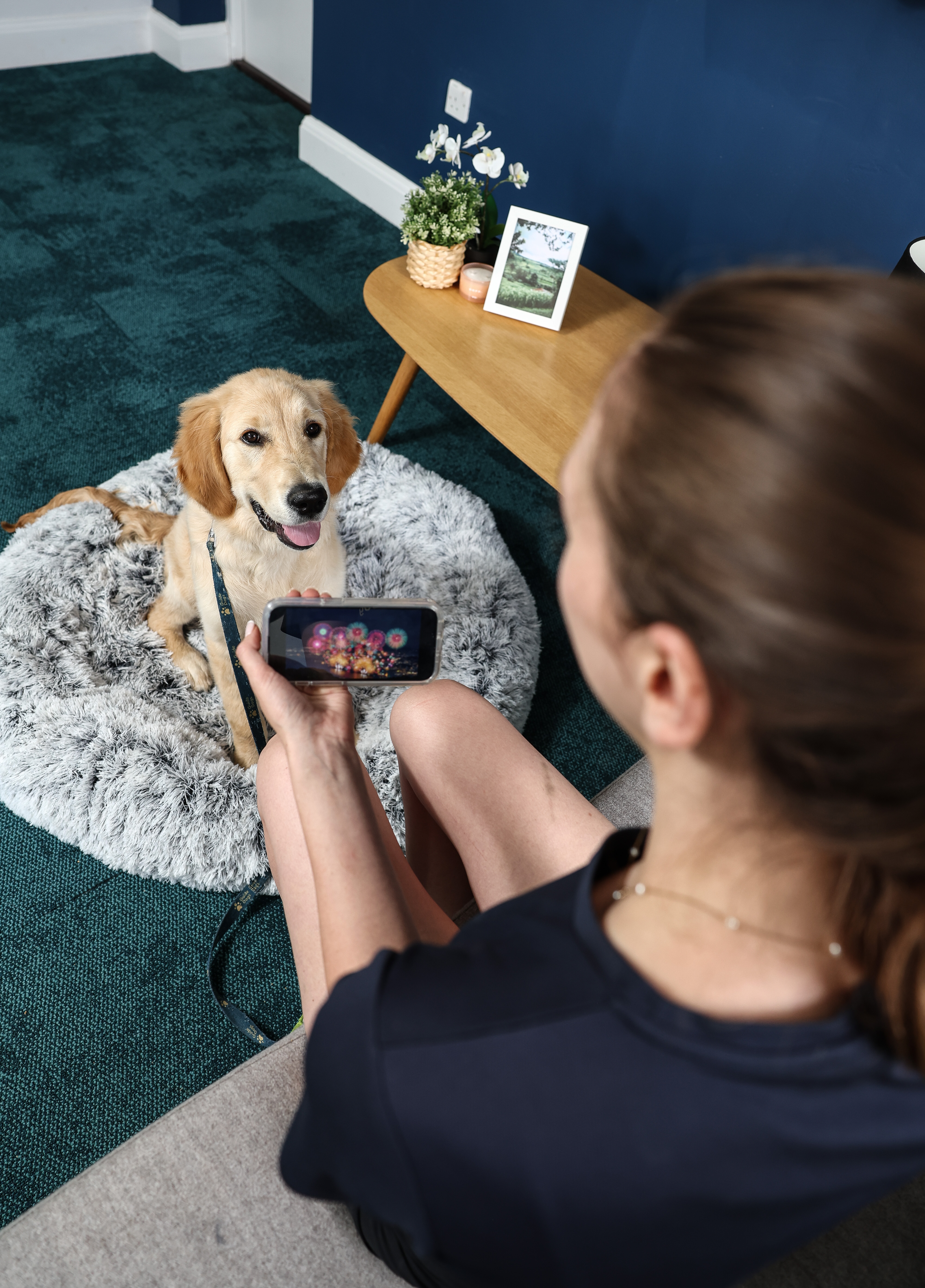A trainer sits on the sofa playing fireworks sounds to a puppy looking relaxed sat in a bed.