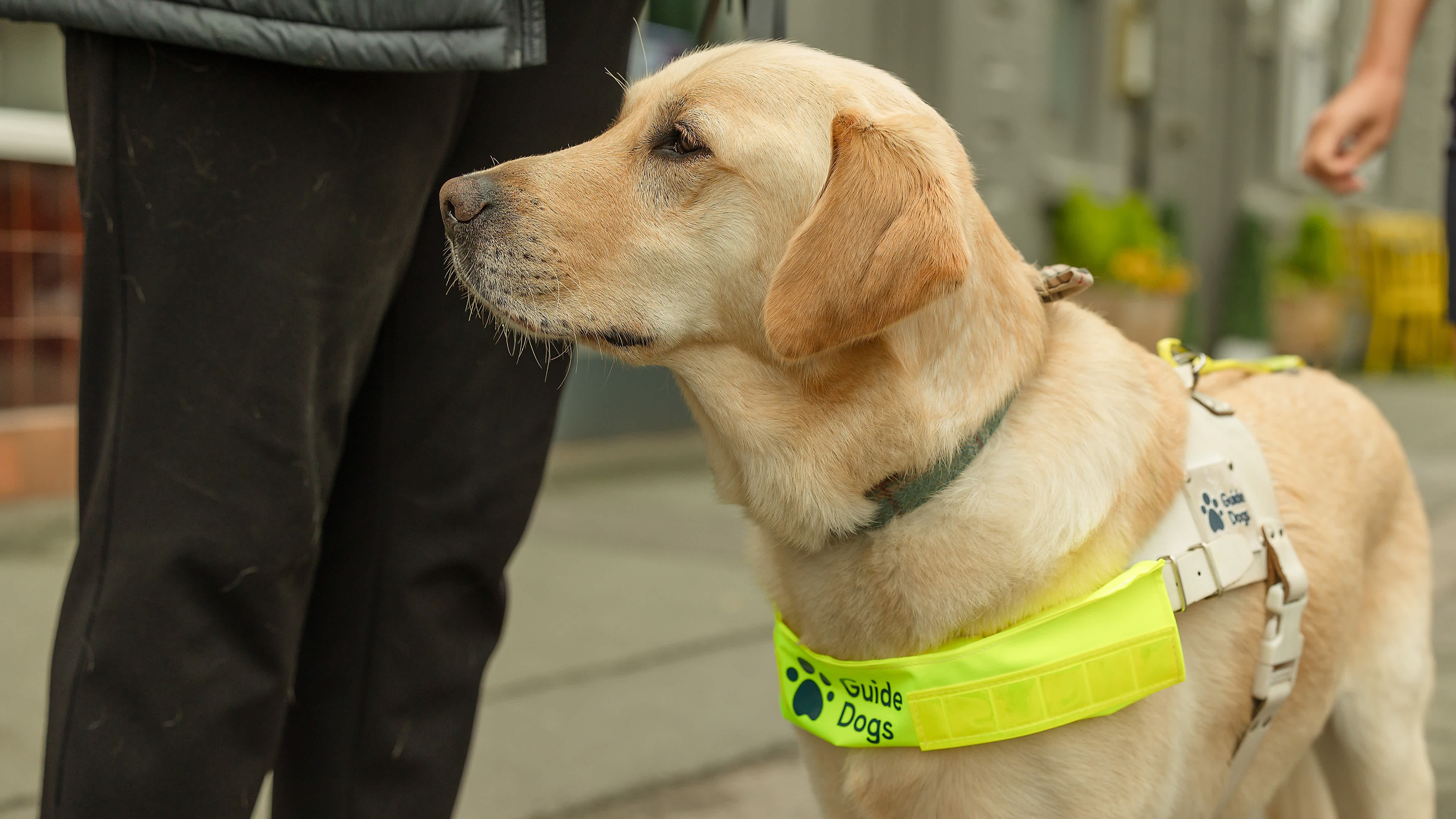 A close up of a yellow guide dog standing next to a person. There's a passer-by's hand in the background.