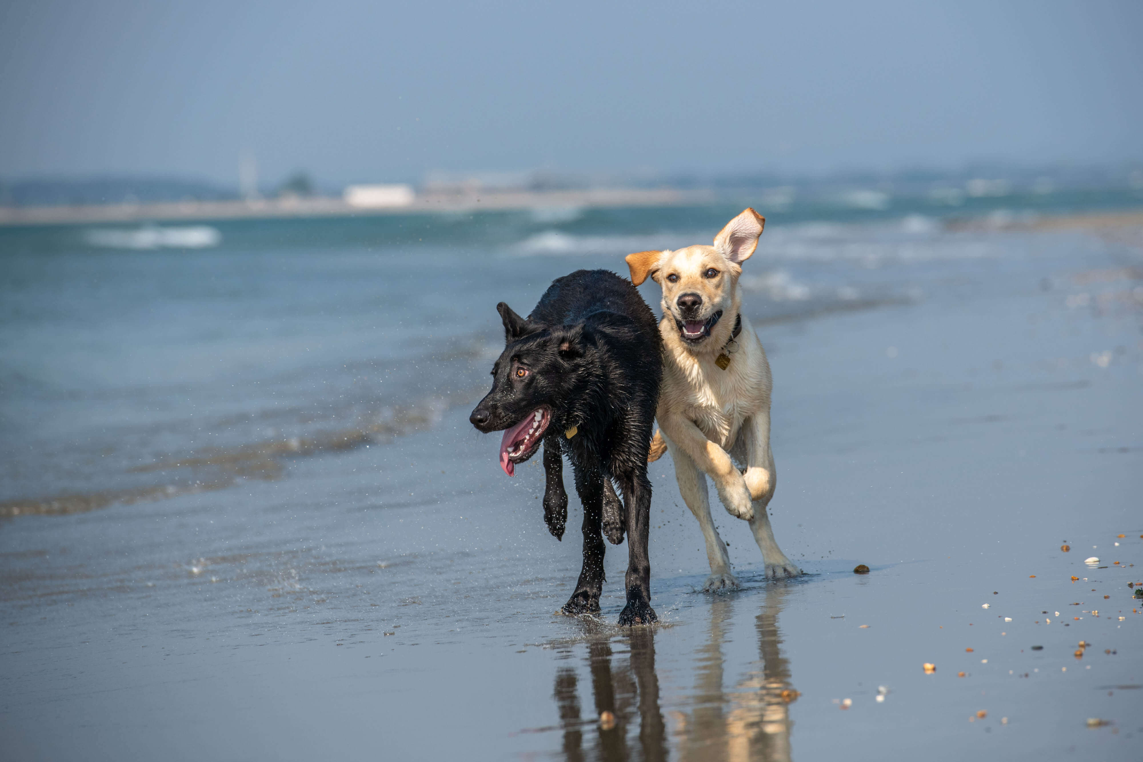 Guide dog puppies Fizz and Boston chase down the beach next to each other. They are a black German shepherd and a yellow Lab cross, and they are smiling.