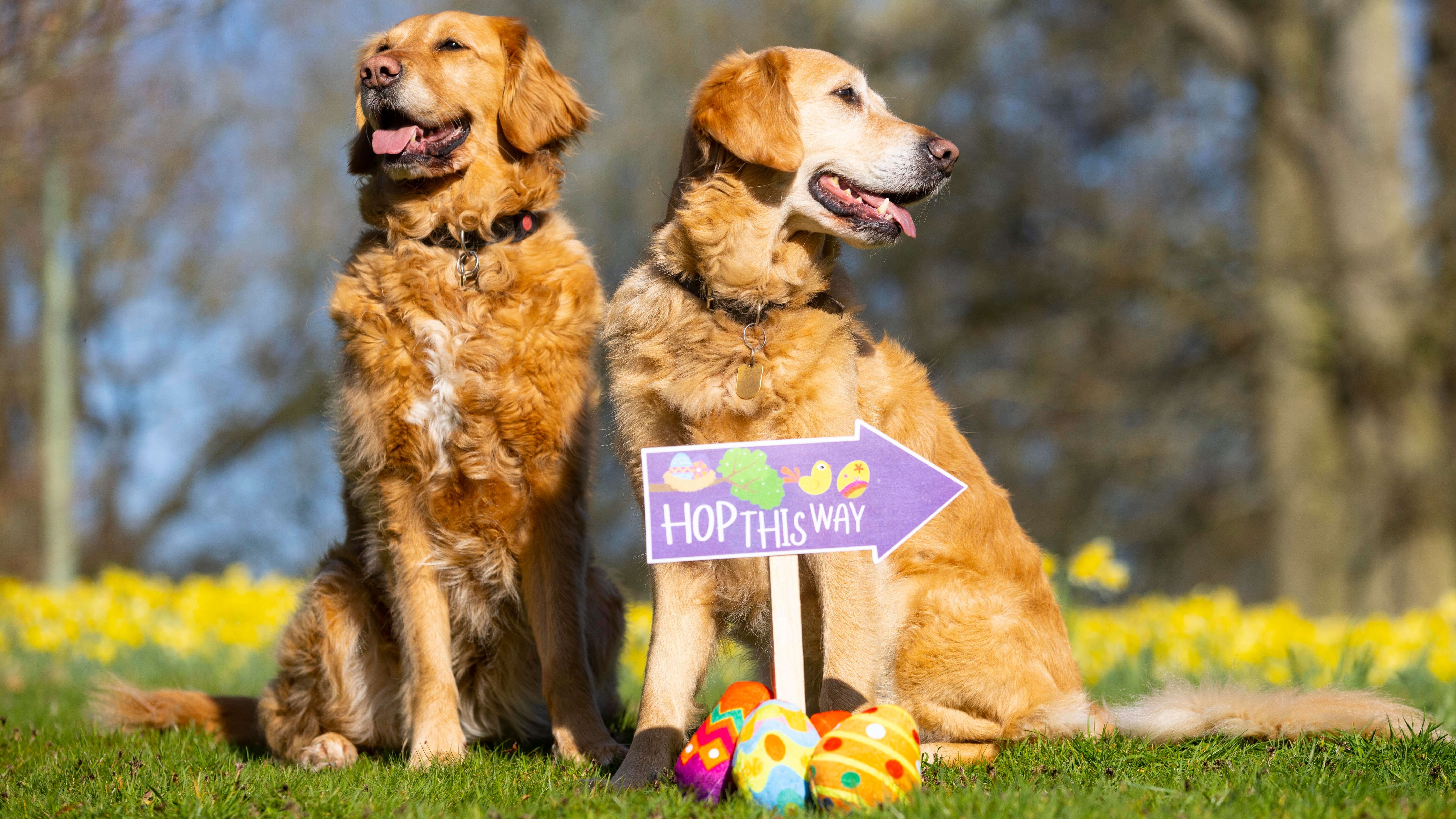 Golden retrievers Poppy and Riley sit smiling by an arrow Easter egg hunt sign which says 'Hop this way'. Daffodils are in the background.