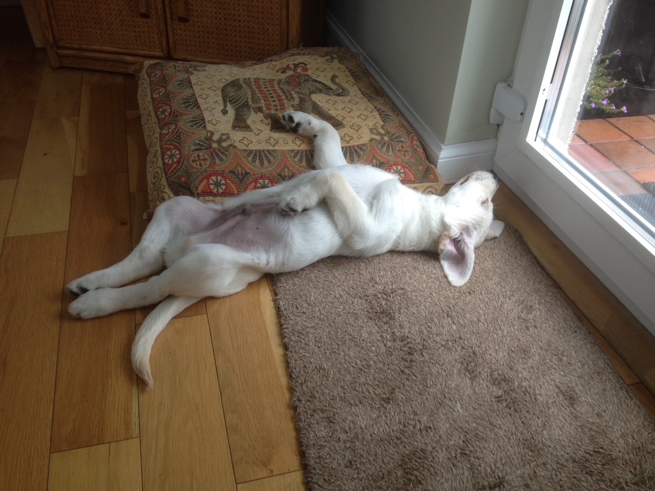 Ringo, a yellow labrador puppy, sleeps stretched out on his back with his belly in the air, his ears hanging back, and his legs sticking up.