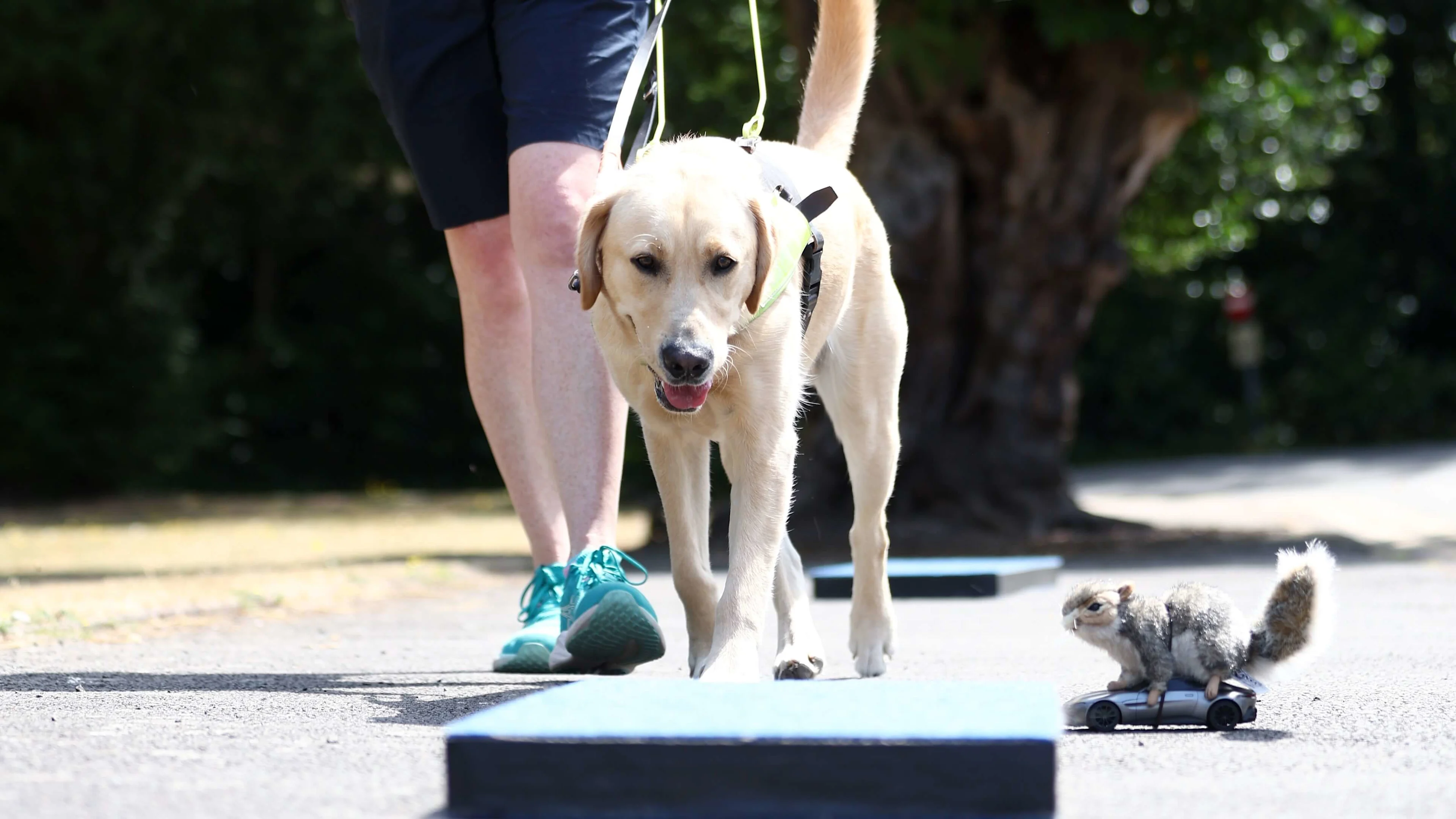 A yellow guide dog in training walks onto a training platform outside in the sunshine. The remote control squirrel car drives nearby.