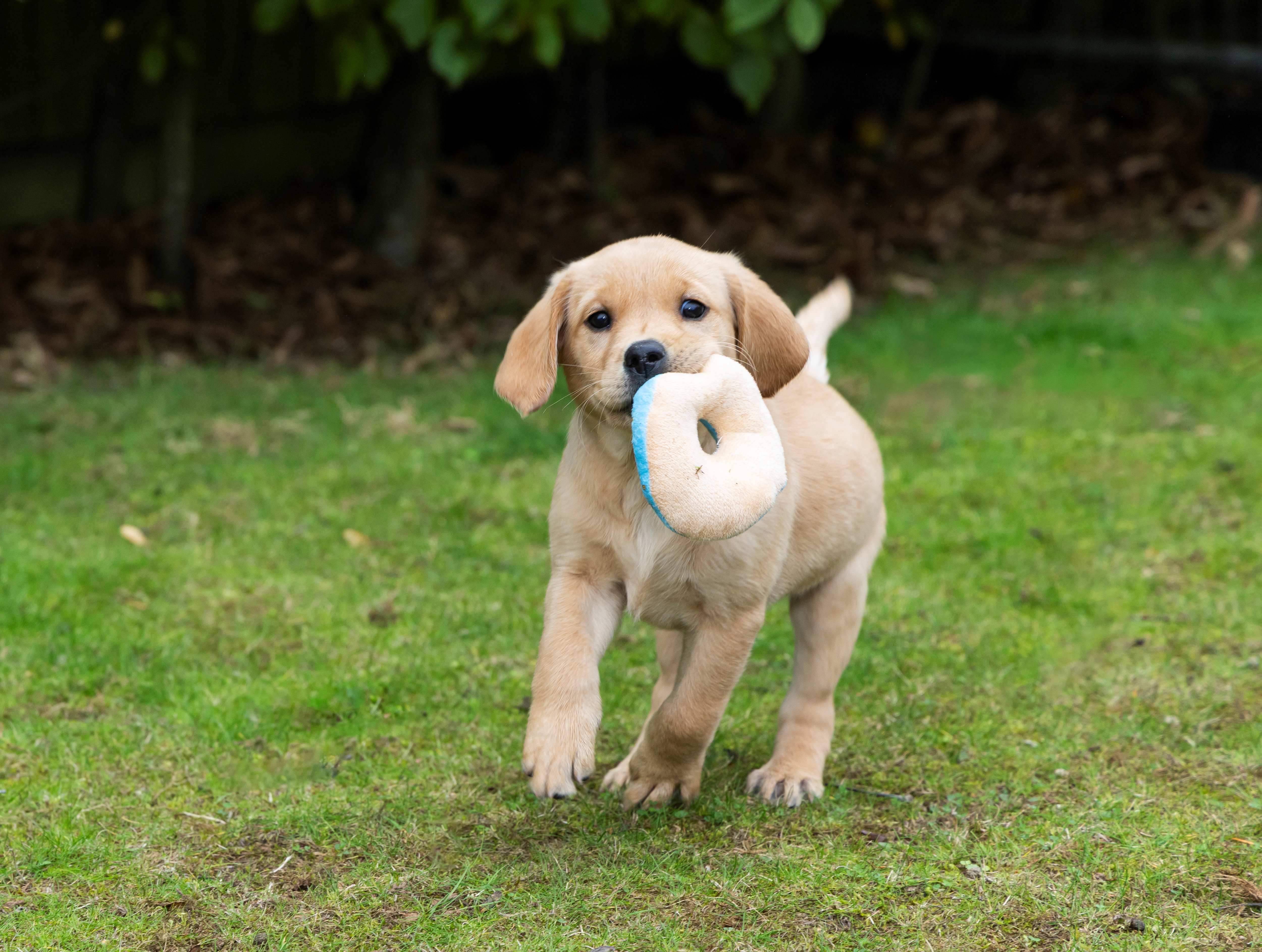 An eight-week-old yellow guide dog pup carries a soft toy donut on the grass