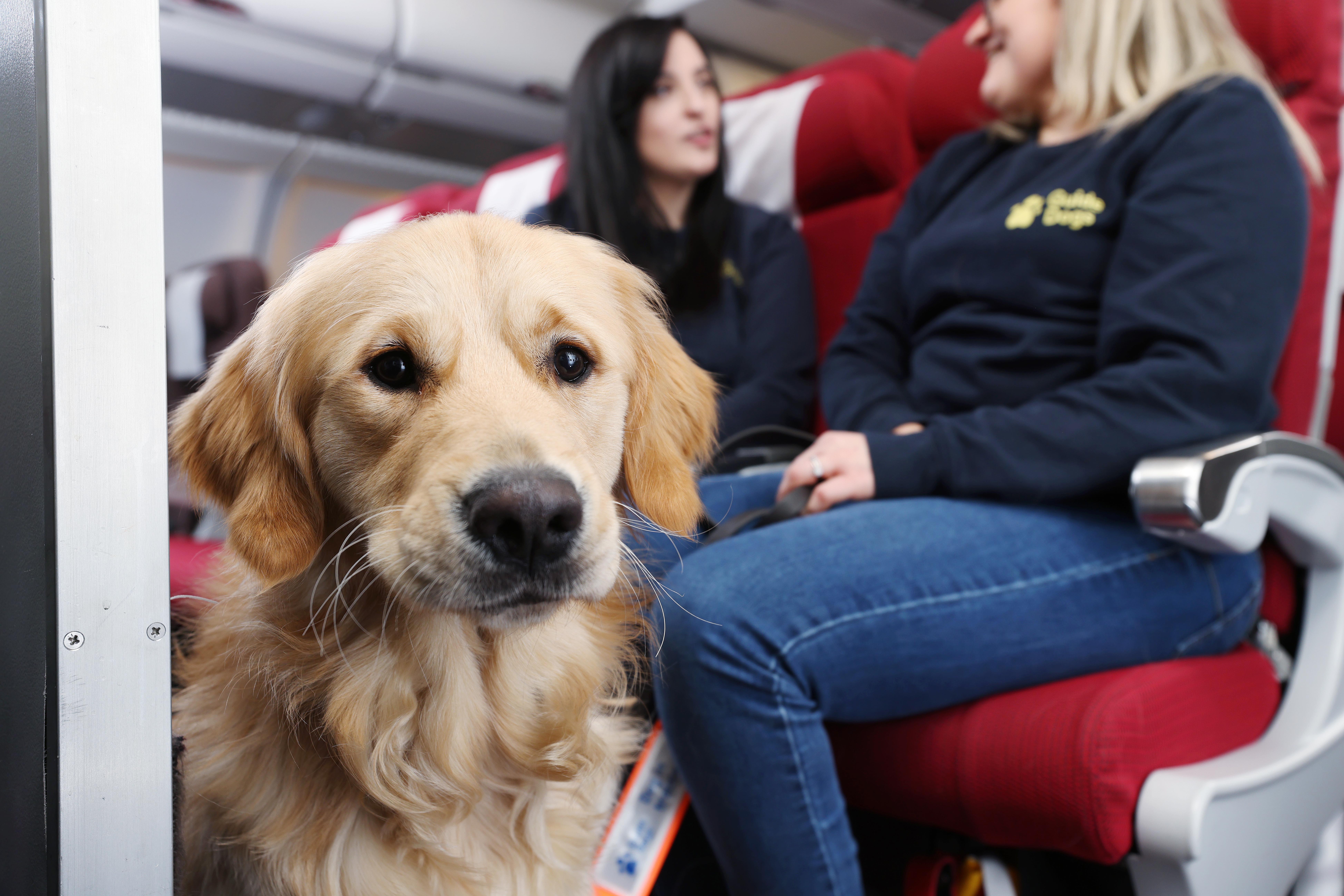 Guide dog in training faces the camera as they sit in front of two Guide Dogs members of staff sitting in a row of seats on Virgin Atlantic's training rig as they talk to each other. 