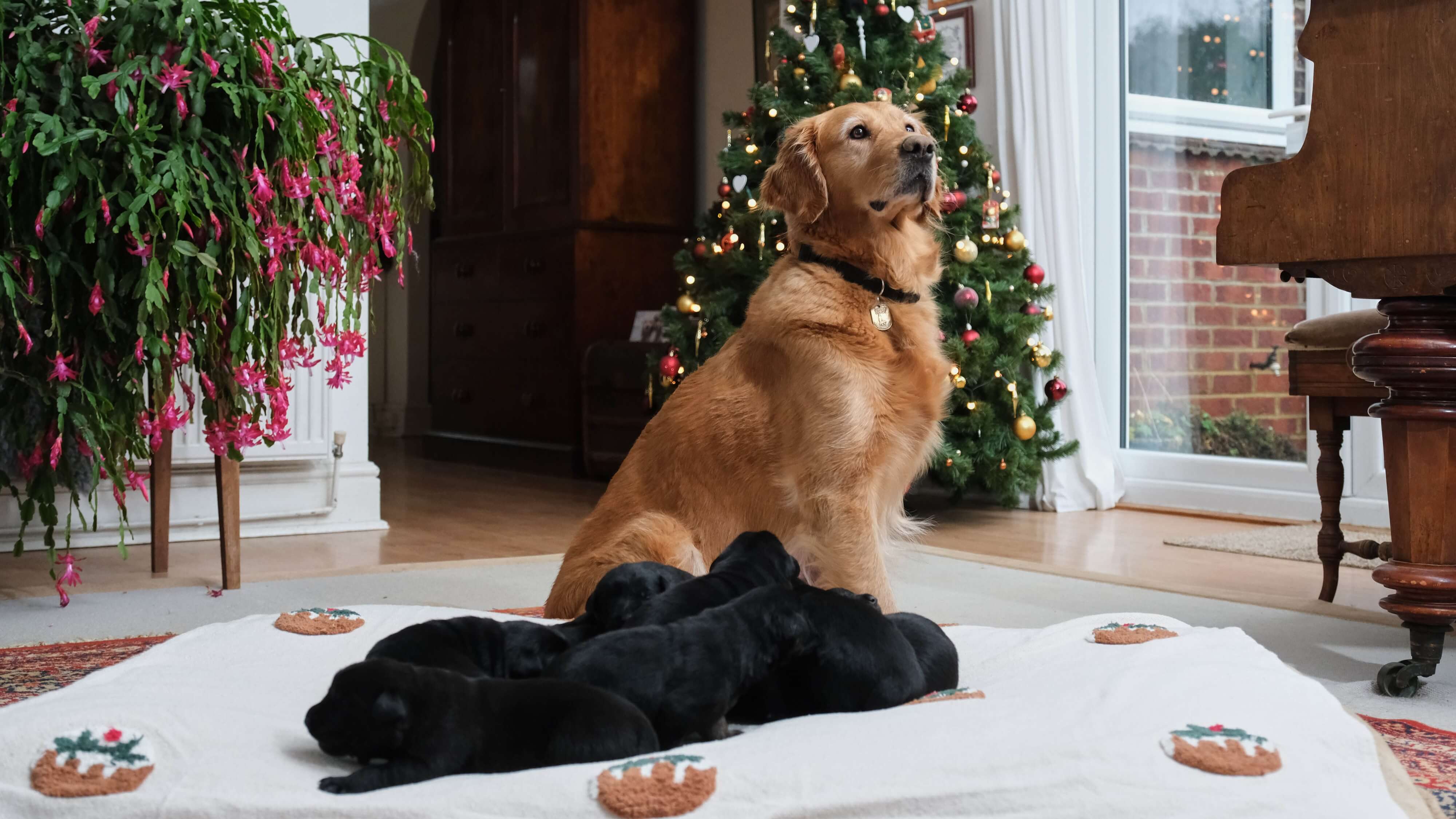 Golden retriever mum Puds sits proudly behind her litter of black puppies, who are resting together on a cream blanket covered in a Christmas pudding pattern. They are in a lounge with a Christmas tree and Christmas cactus in the background.
