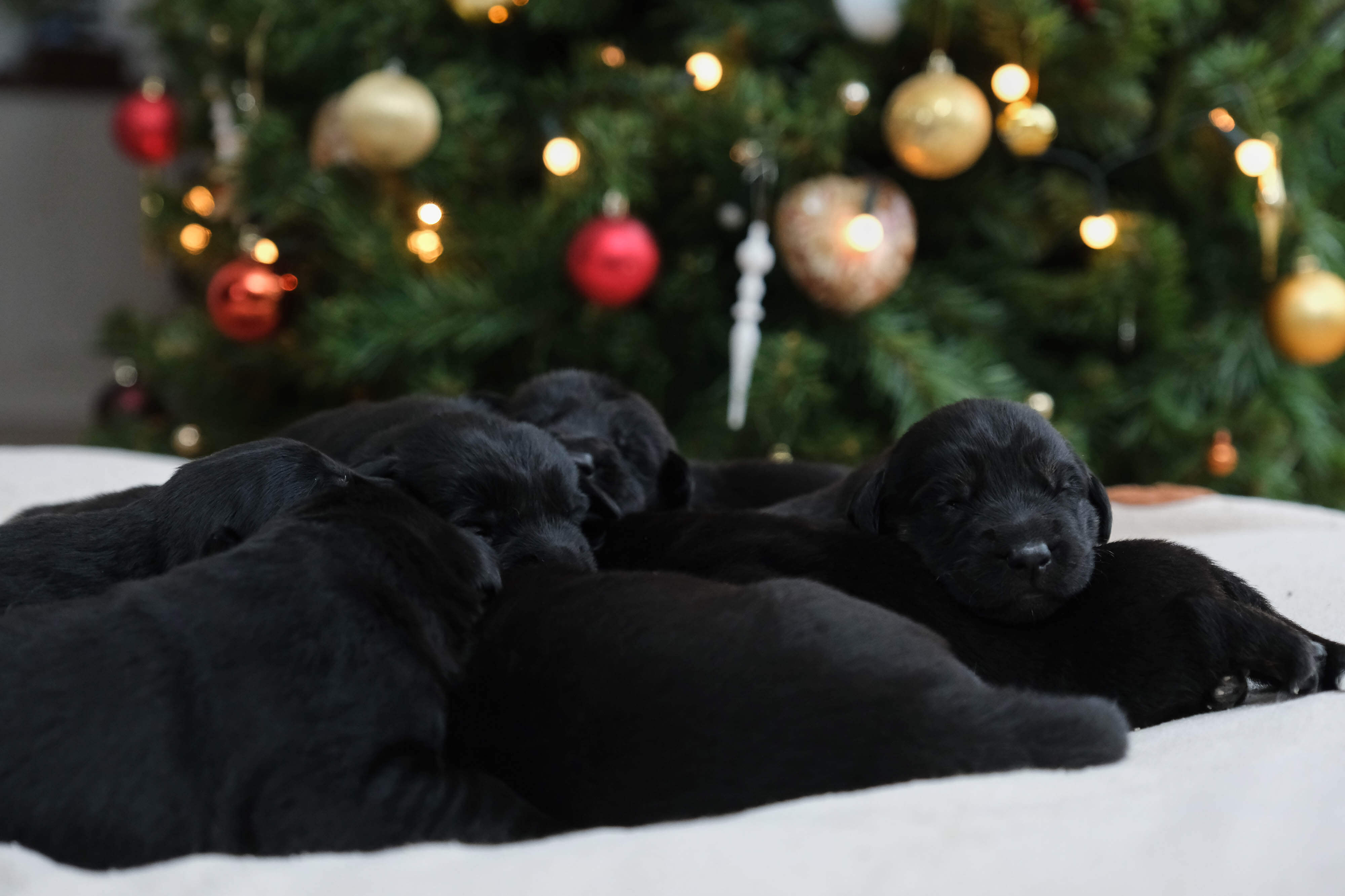 A pile of two-week-old black puppies rest on a cream blanket in front of a Christmas tree