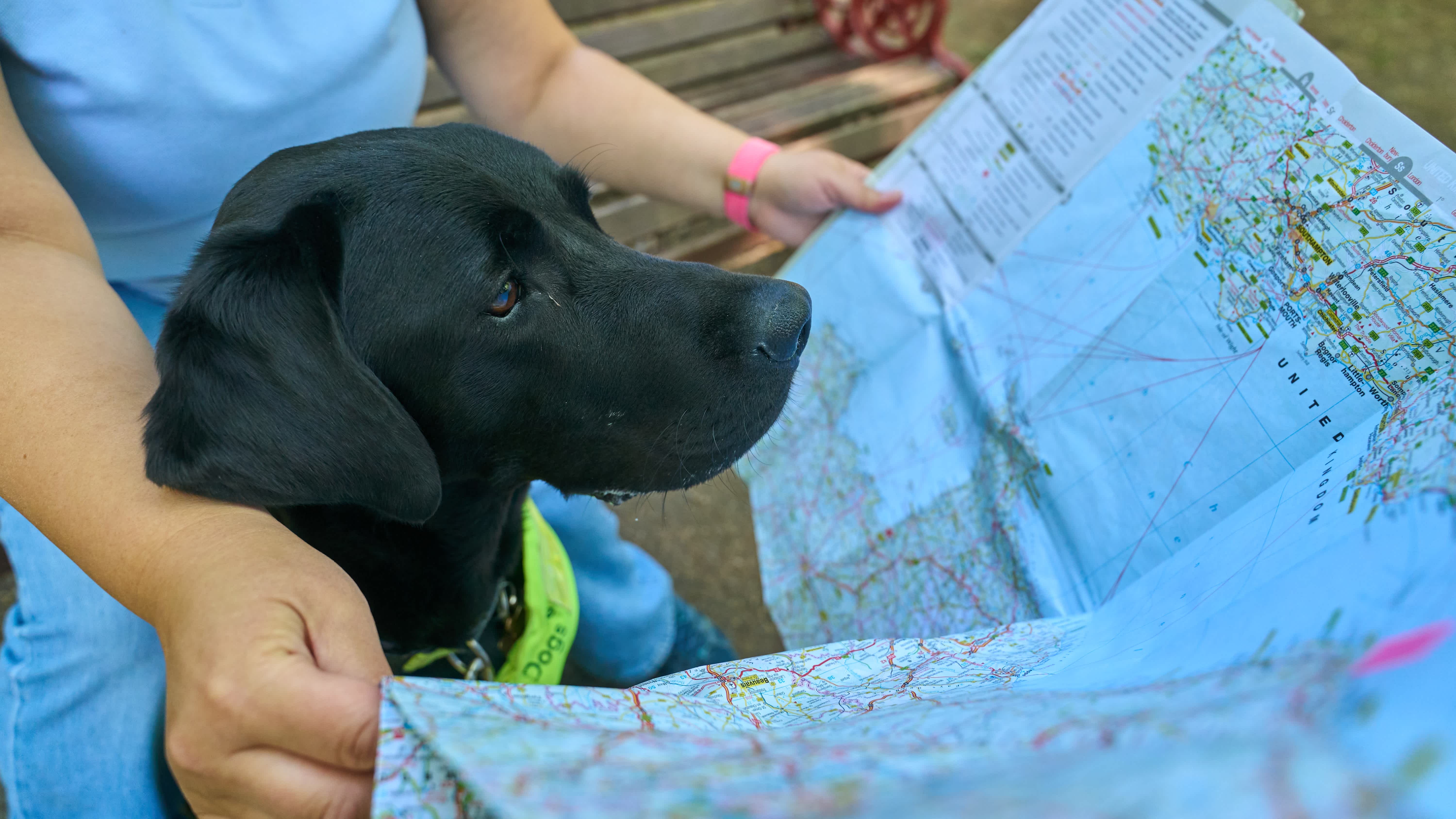 Black Lab Dalby sits and has a paper map held in front of his face