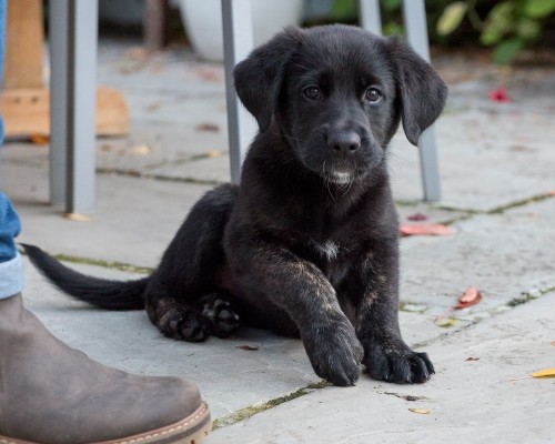 A black Labrador and German shepherd cross puppy sits on a patio looking at the camera. The puppy has a white spot on her chin and chest and her front legs are brindle pattern. The rest of her fur is black.