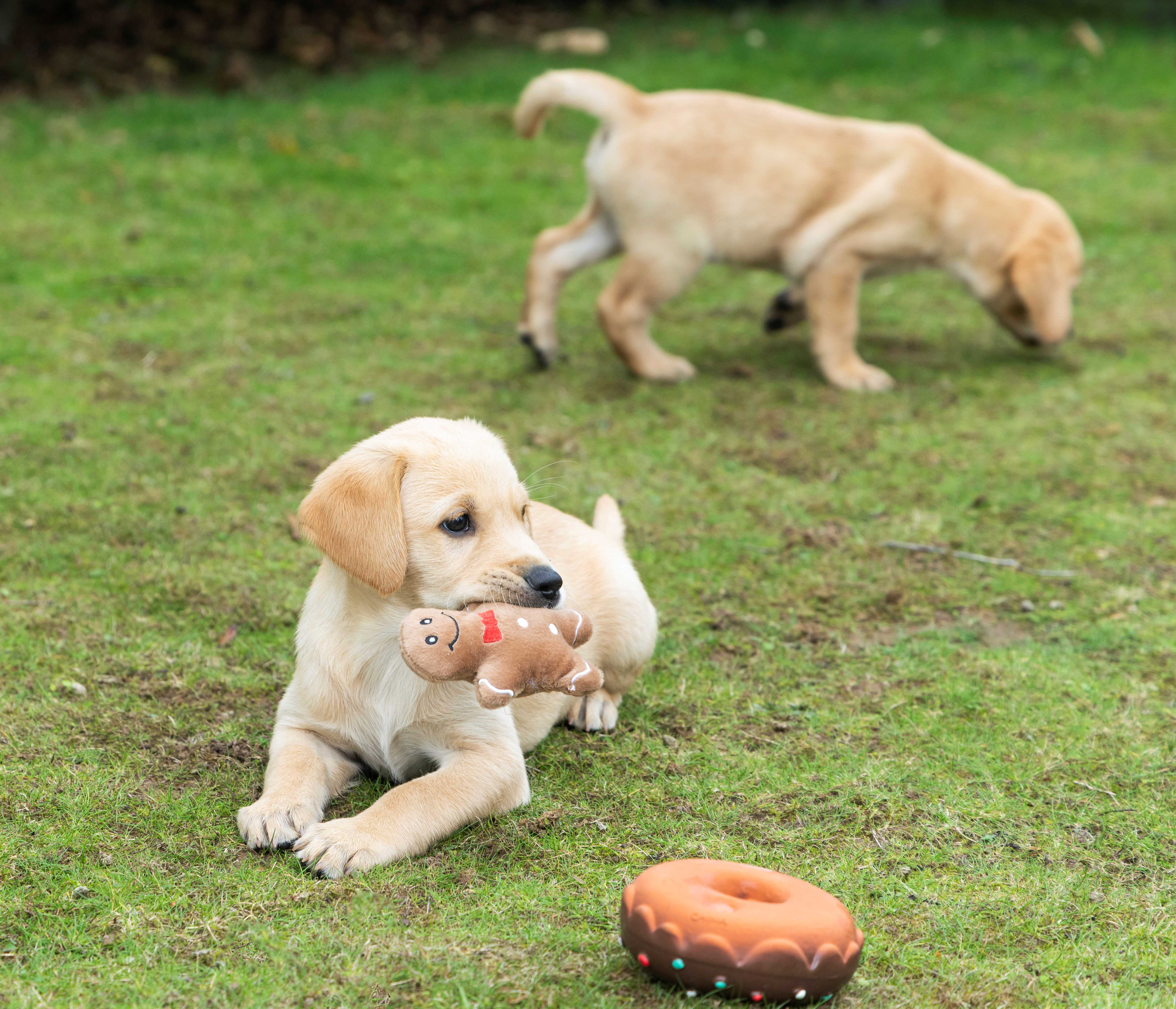 One puppy lays down on grass with a small toy gingerbread man in her mouth. A squeaky toy donut lays in front of her. One of her siblings in wandering in the background.