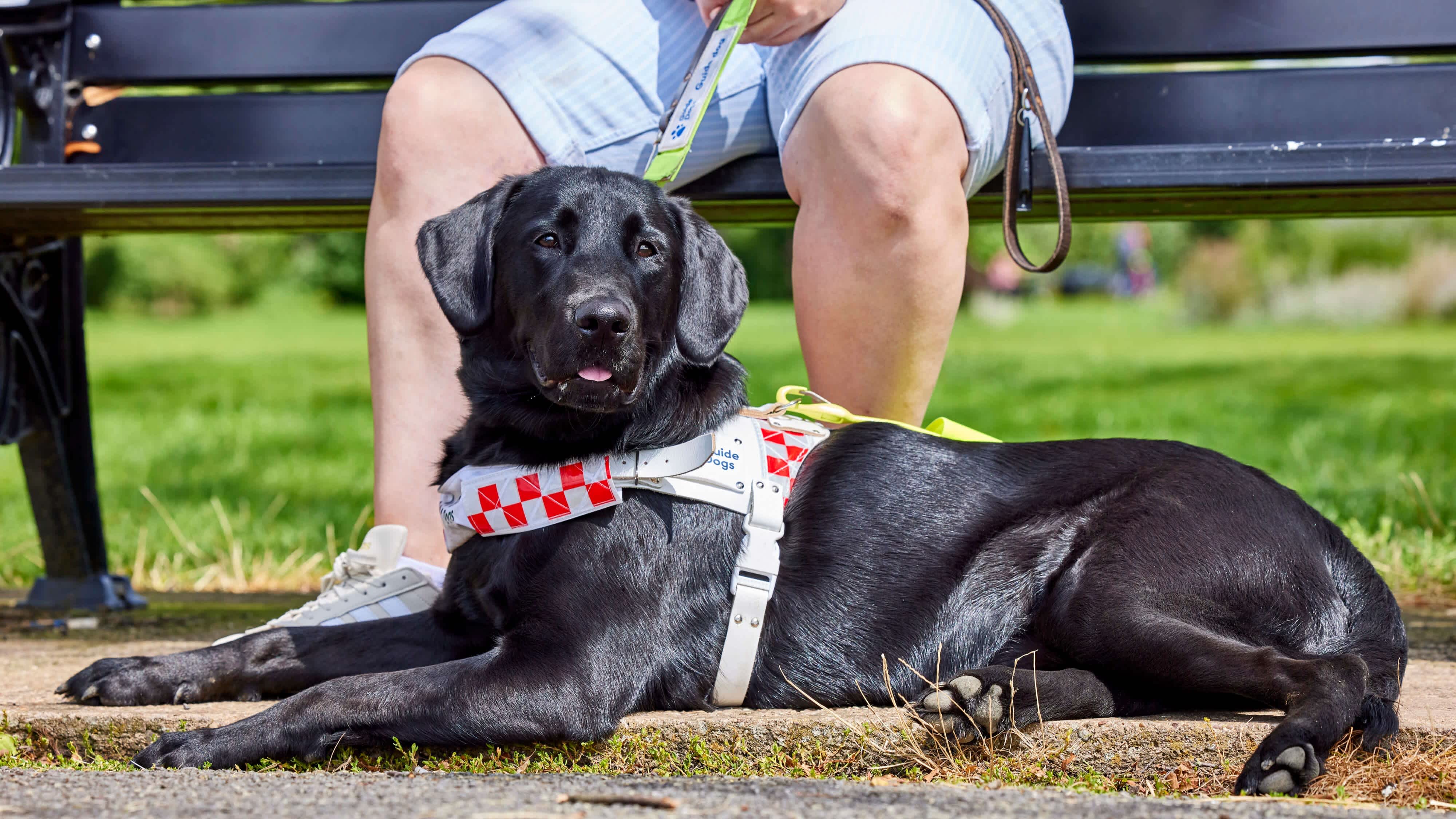 Black Labrador guide dog wearing a red and white check harness laying next to a bench. The legs of the dog's owner are in the background.