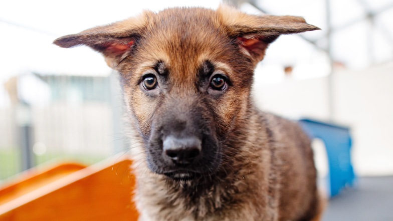 Photo of an adorable German shepherd puppy looking at the camera.
