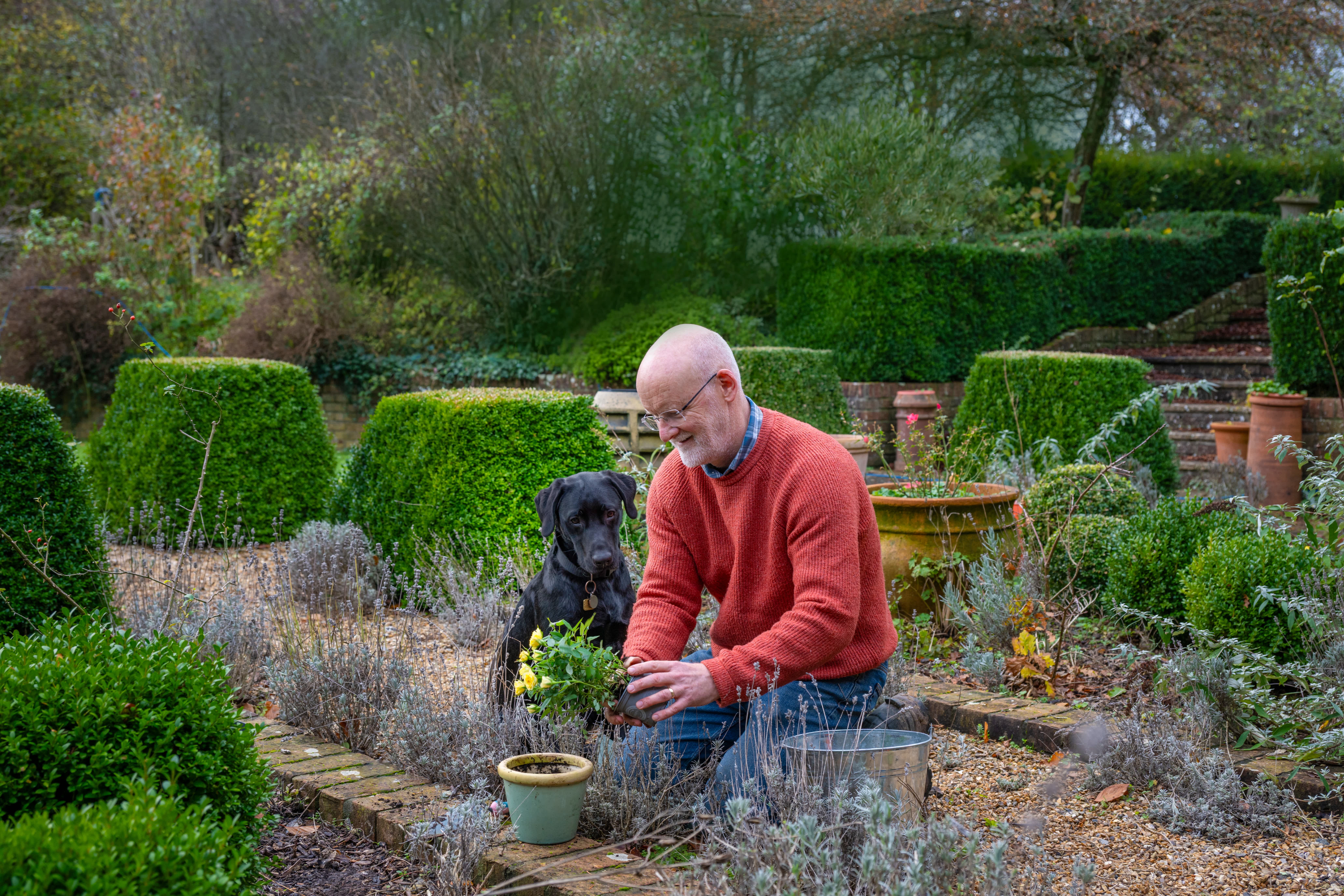 A volunteer puppy raiser kneels in a beautifully kept garden as he pots a yellow flowered plant. A black Labrador puppy sits next to him and watches him curiously.
