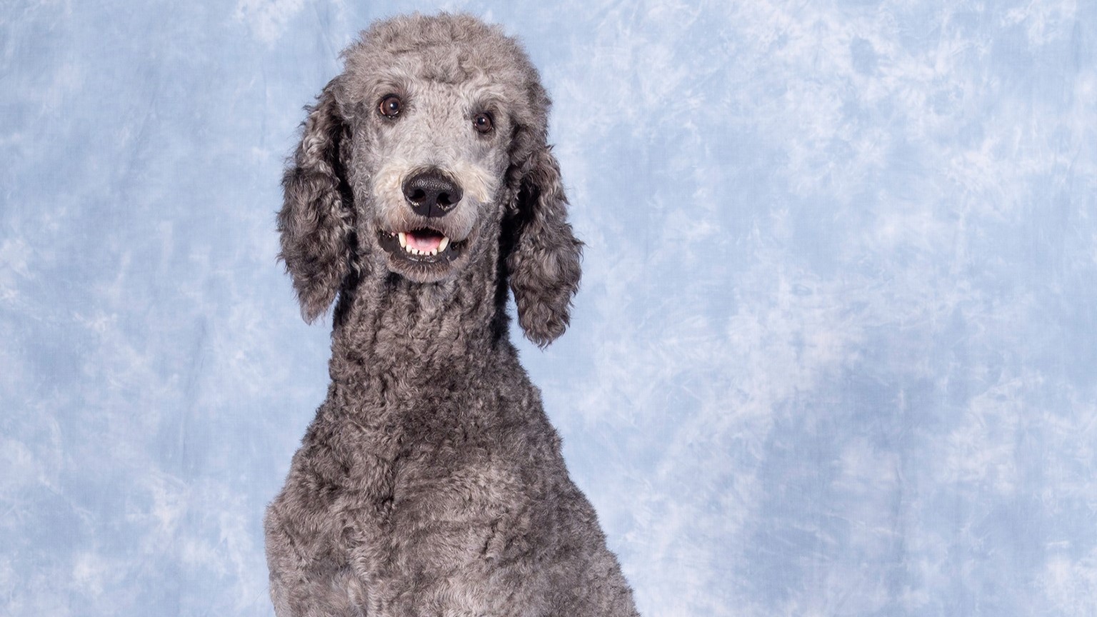 Grey standard poodle guide dog dad Gershwin sits nicely for a formal photograph 