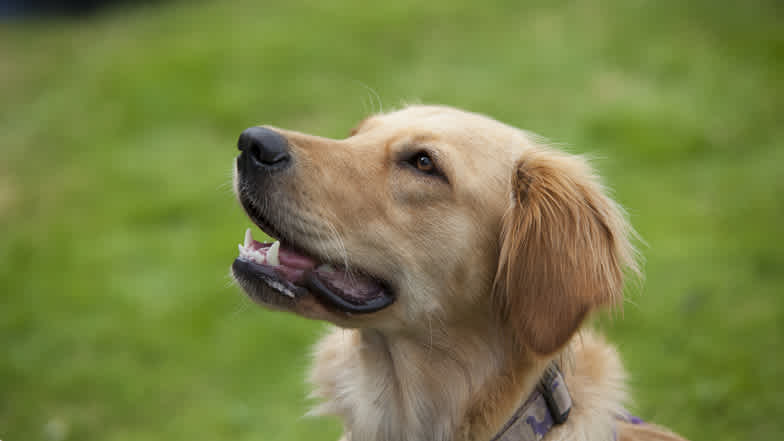 Photo of a golden retriever from the collar up, who's looking at something unseen off camera.