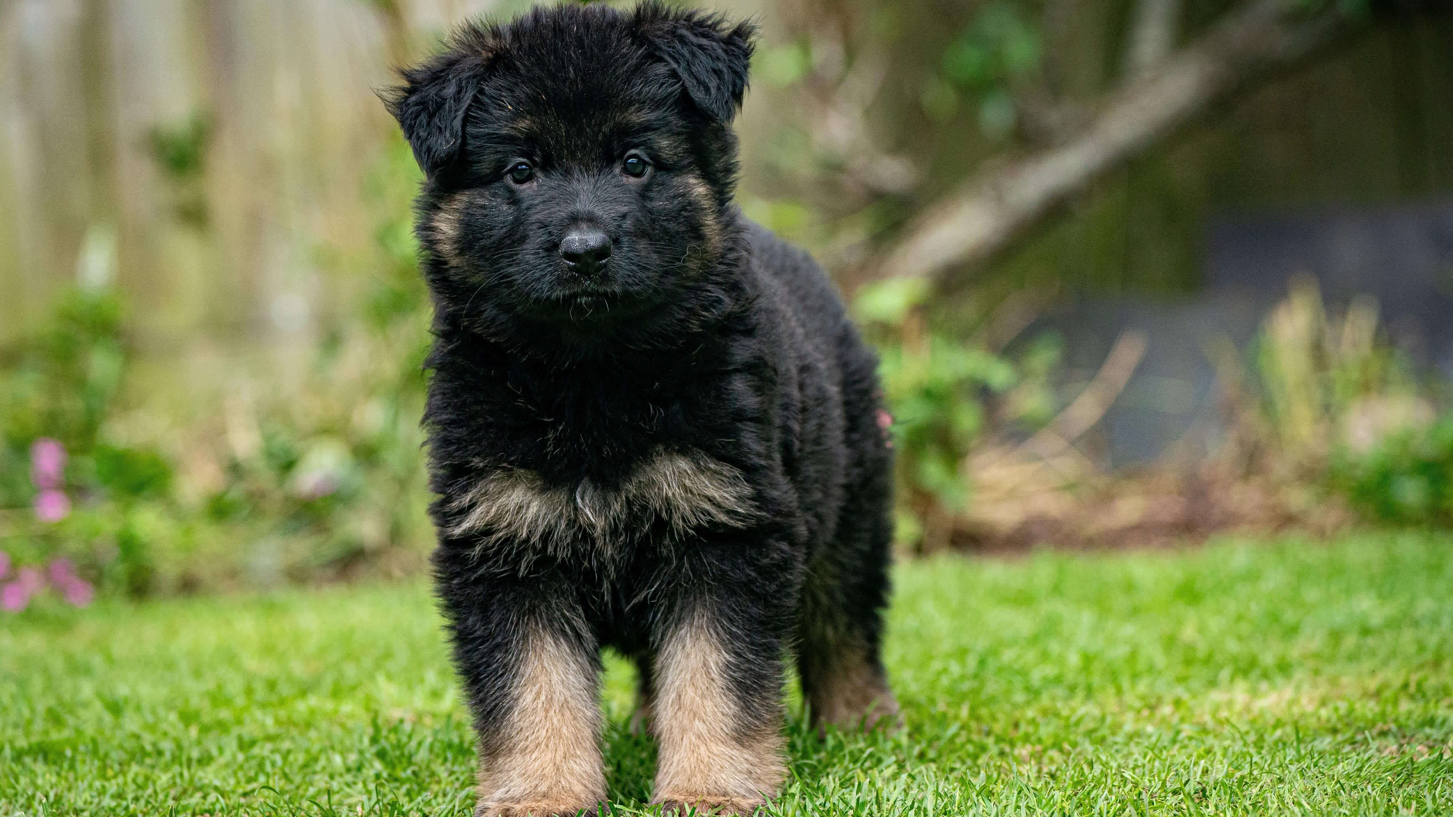 A dark-featured black and tan German shepherd puppy at six weeks old stand on a lawn and looks to the camera