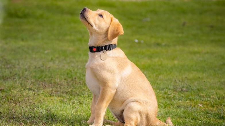 Real-life Flash, a yellow labrador, sitting