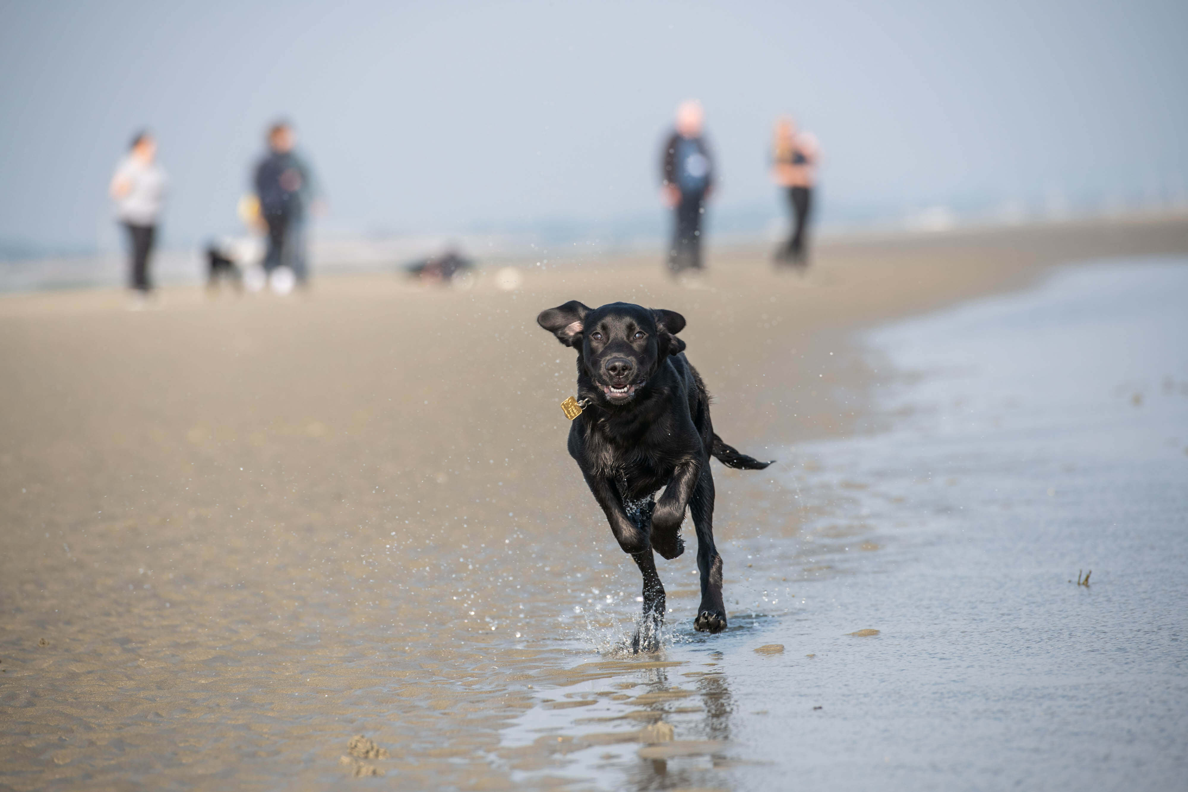 Small black Lab cross guide dog puppy Kyla spirits down the beach toward the camera, her ears flapping. There are blurry beach-goers in the distance.